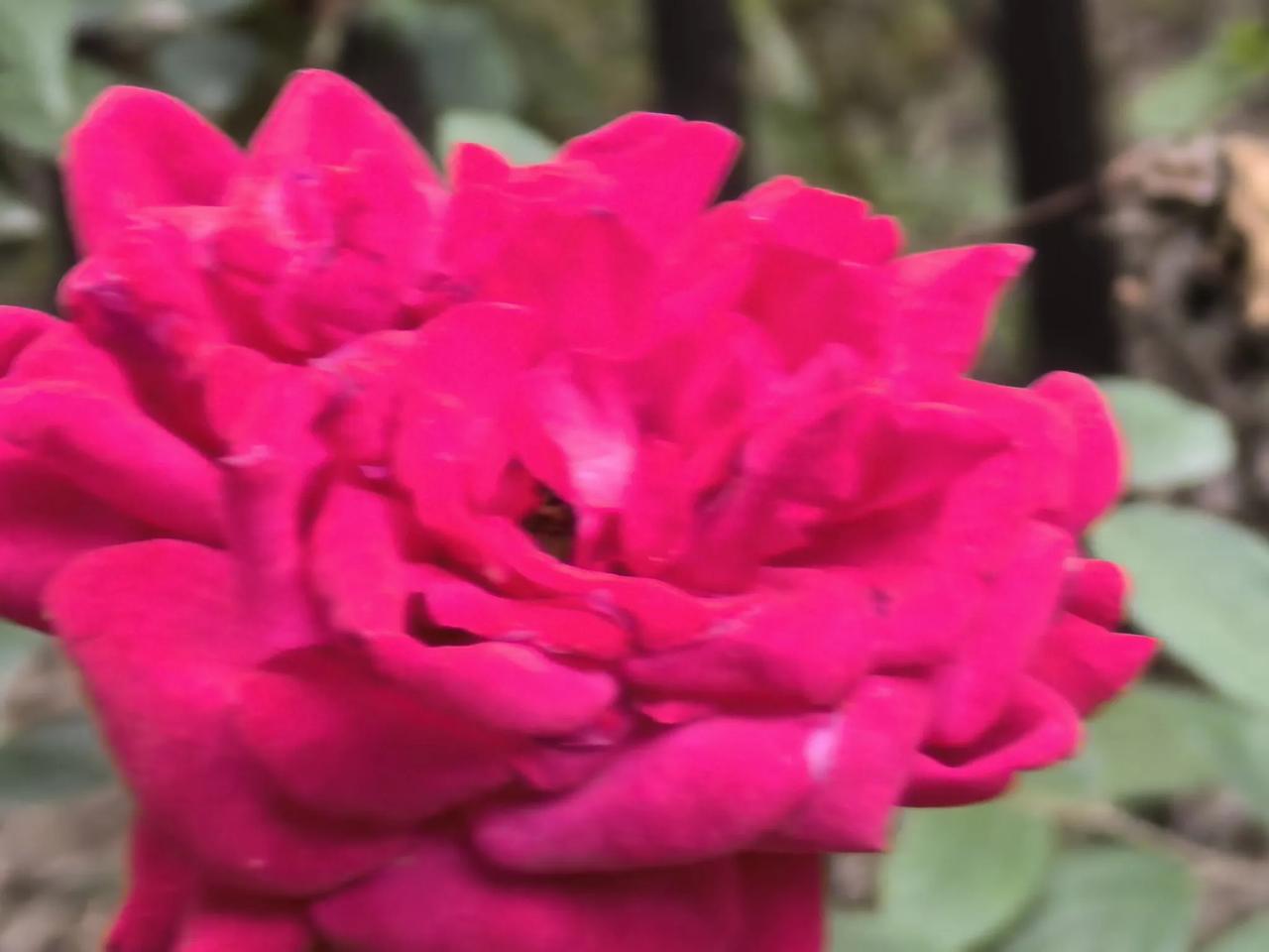 月季花儿月月开
