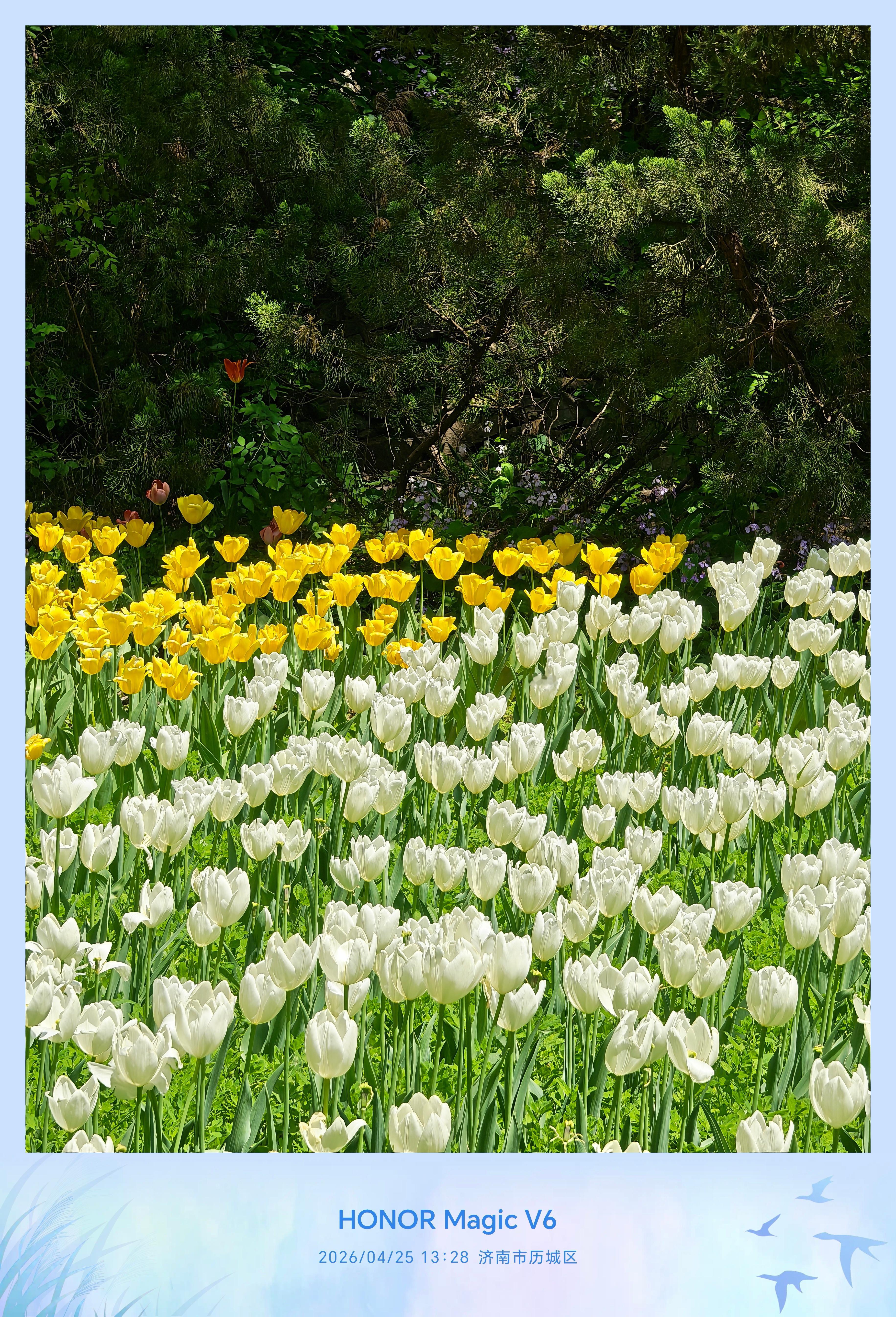 四月挺适合看郁金香花的～荣耀Magic V6拍花拍的整挺不错