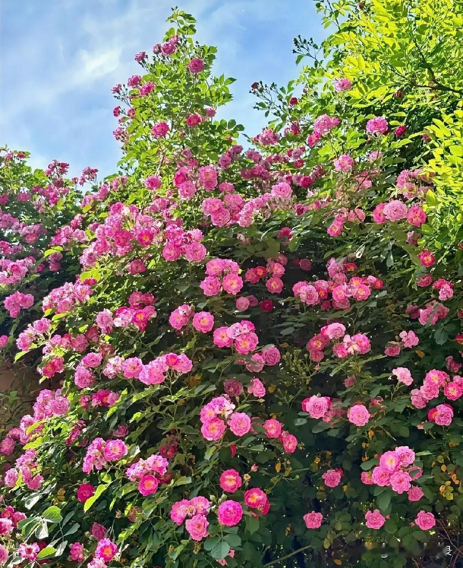 一篱蔷薇入夏来，满城风月为君开。五月风暖，夏花烂漫，人间万般芳菲，独蔷薇最是温柔