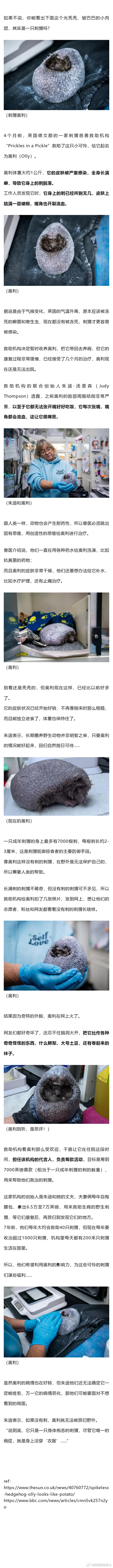 刺猬没了刺长啥样？小刺猬秃头后意外走红，网友：好像大土豆 ​​​