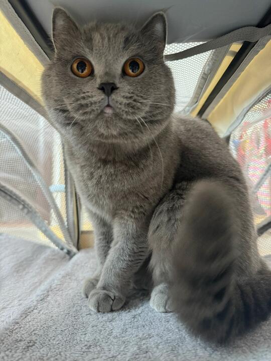 后悔没早买！四季通勤の神仙猫包