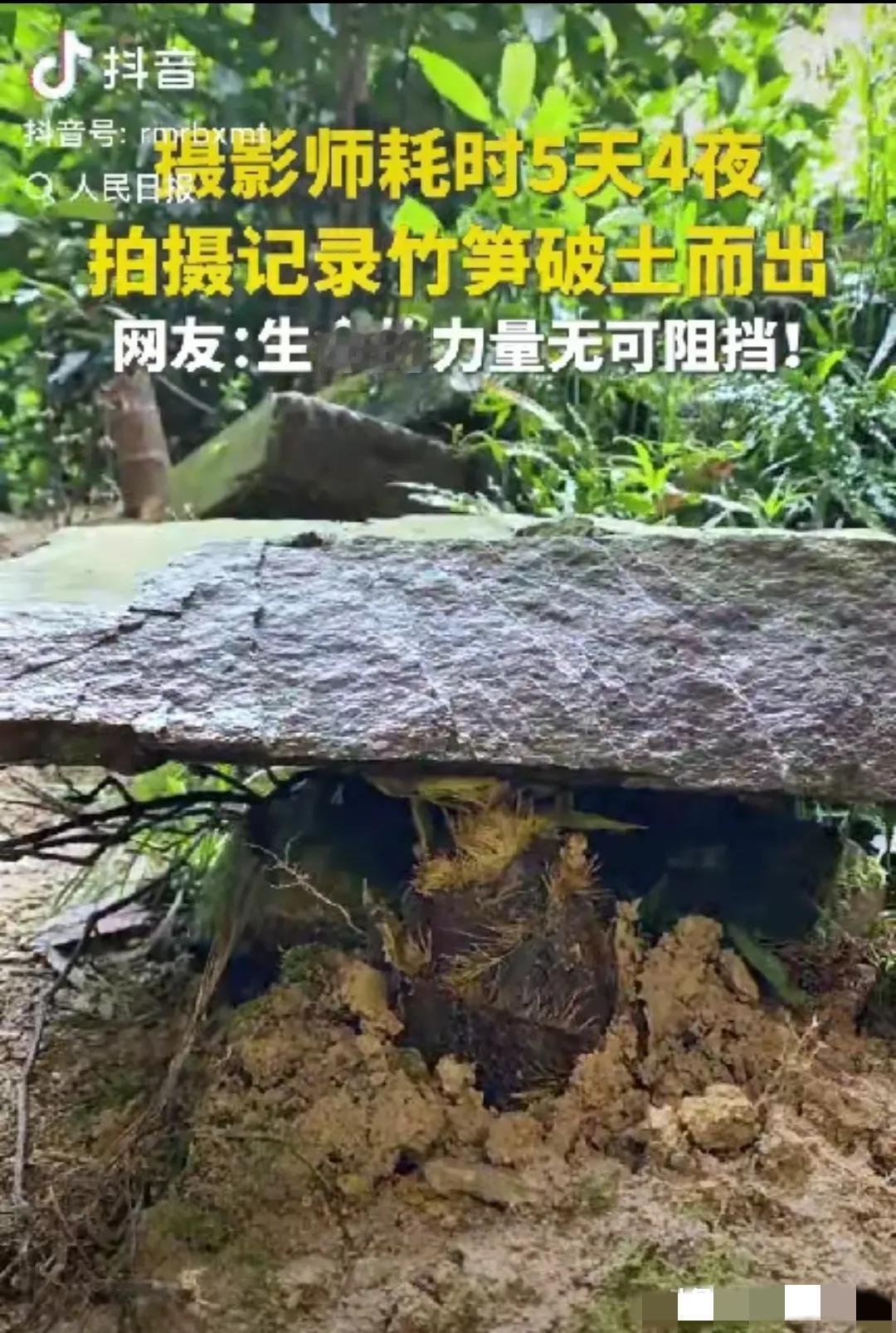 这竹笋做梦都没想到它上人民日报了！”一摄影师耗时5天4夜拍竹笋，不料，在拍摄时撞