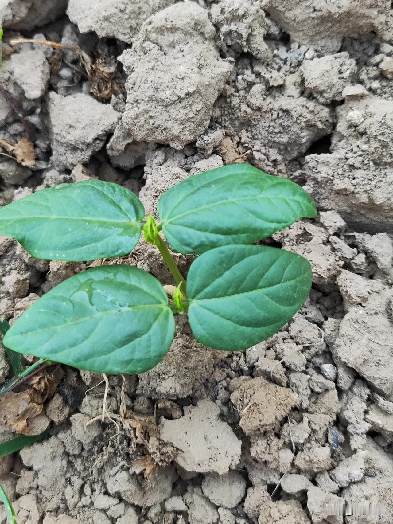鲁西南大地喜降春雨，有利于春播春种，把握墒情，种植瓜果蔬菜。

随着温度升高，小