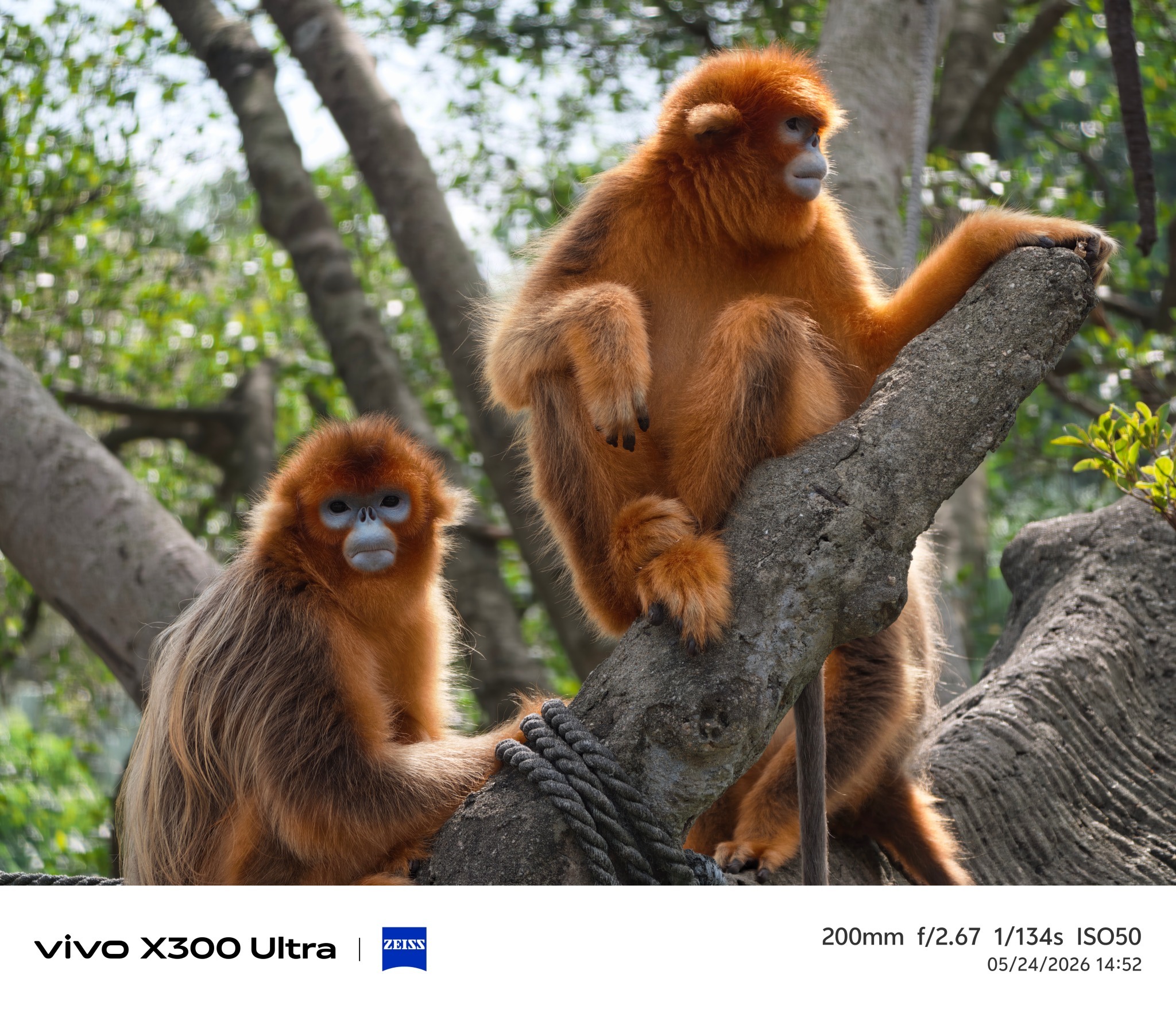 vivo X300 Ultra 随手拍：金丝猴，今日最佳2亿原图，图很大，建议W
