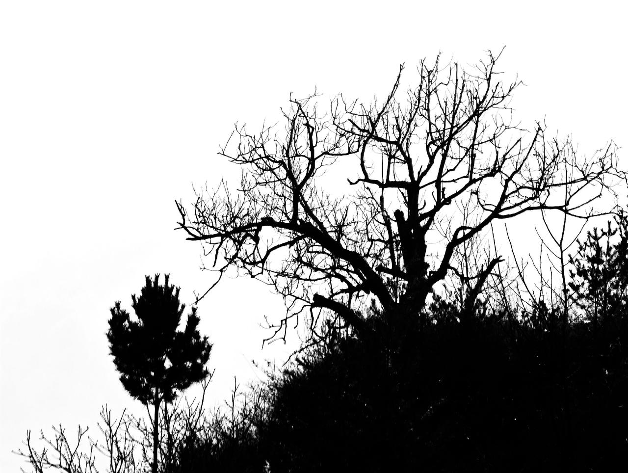 《孤木与长天》我用摄影看世界