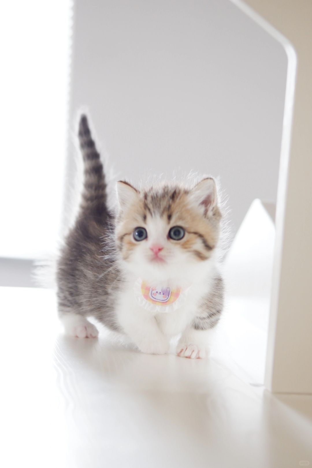 可以成为你的床搭子吗 金虎斑加白矮脚猫