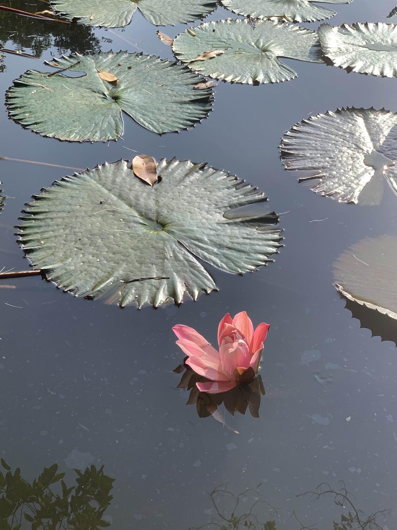 说一句感悟很深的人生感悟人生没有白走的路，每一步的颠沛流离，都在为后来的柳暗花明