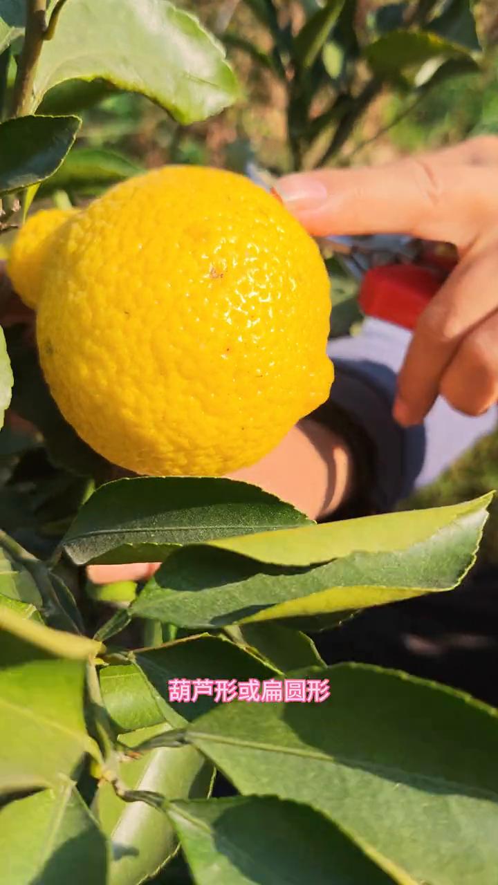 黄金贡柚品种特征。
黄金贡柚成熟了。黄金贡柚的果子葫芦形或扁圆形，有香气，果柄处