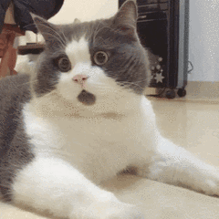 猫猫一脸惊讶 