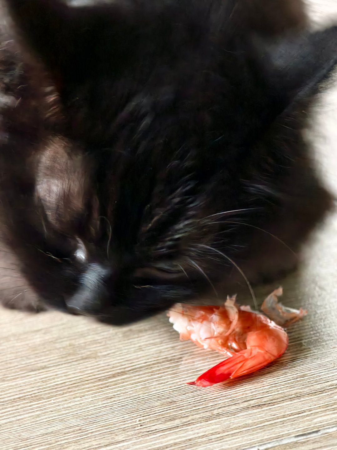 给黑巧煮了虾，诱发了黑巧的凶残狩猎本性 