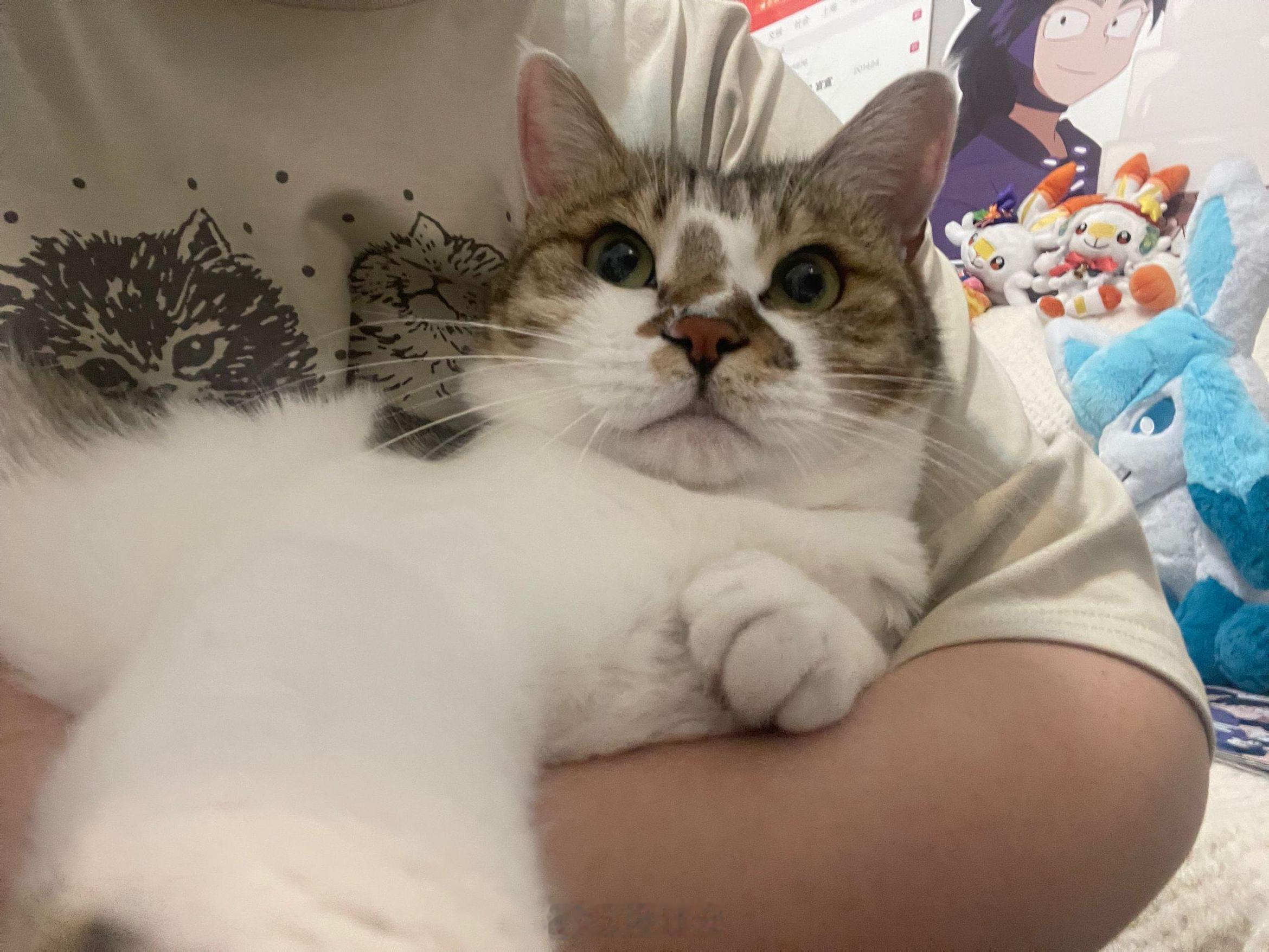 太猪了 
