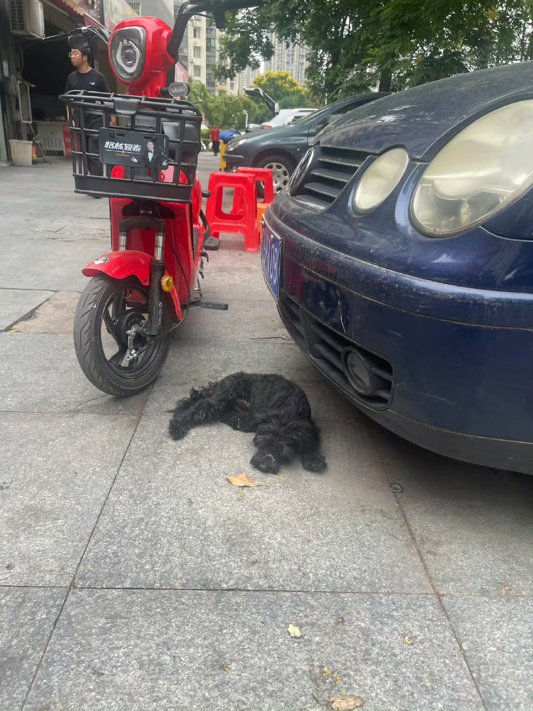 看到隔壁店喻总养的宠物狗，就想起前两年我们店养了一条土狗小黑，受伤好几次，被我们