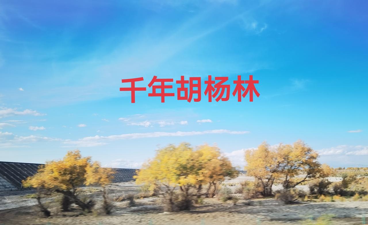 新疆千年胡杨林