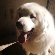 这是辛巴是只大白熊