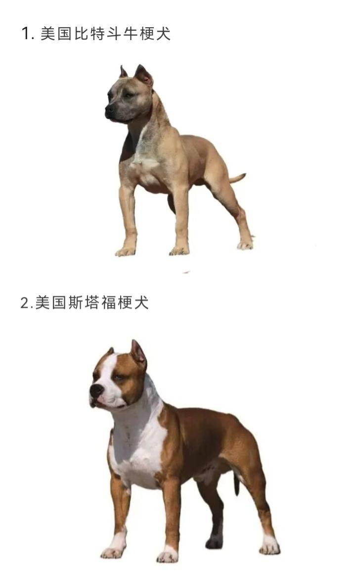 成都市近期公布了35种禁养（限养）犬种。请酷爱养宠物狗的狗主人们看清楚了！