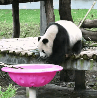 渝爱是不是每天都会上网刷评论？自从乃成熊猫搬来垫脚石（水槽）让她顺利爬上粉碗，受