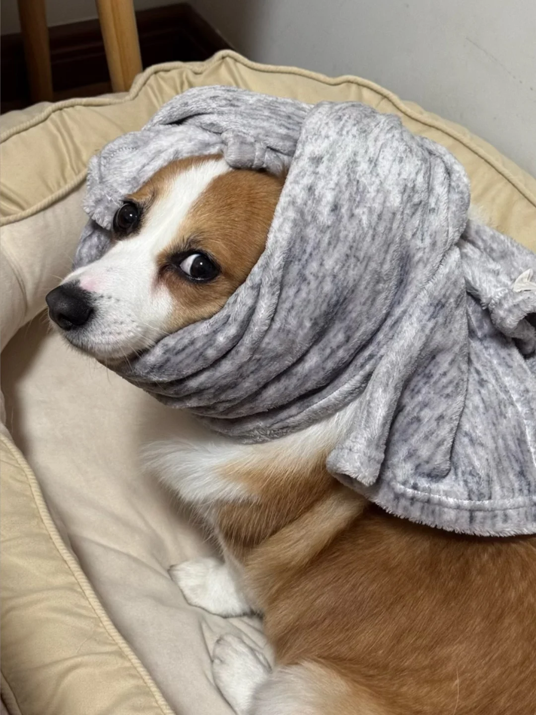 又到了小猪不好过的日子咯～火炮烟花已经开