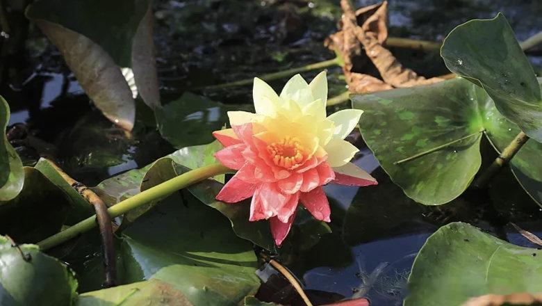 【双色睡莲“万维莎”盛开绽放】 双色睡莲近日，南京的西埂莲乡，双色睡莲“万维莎”