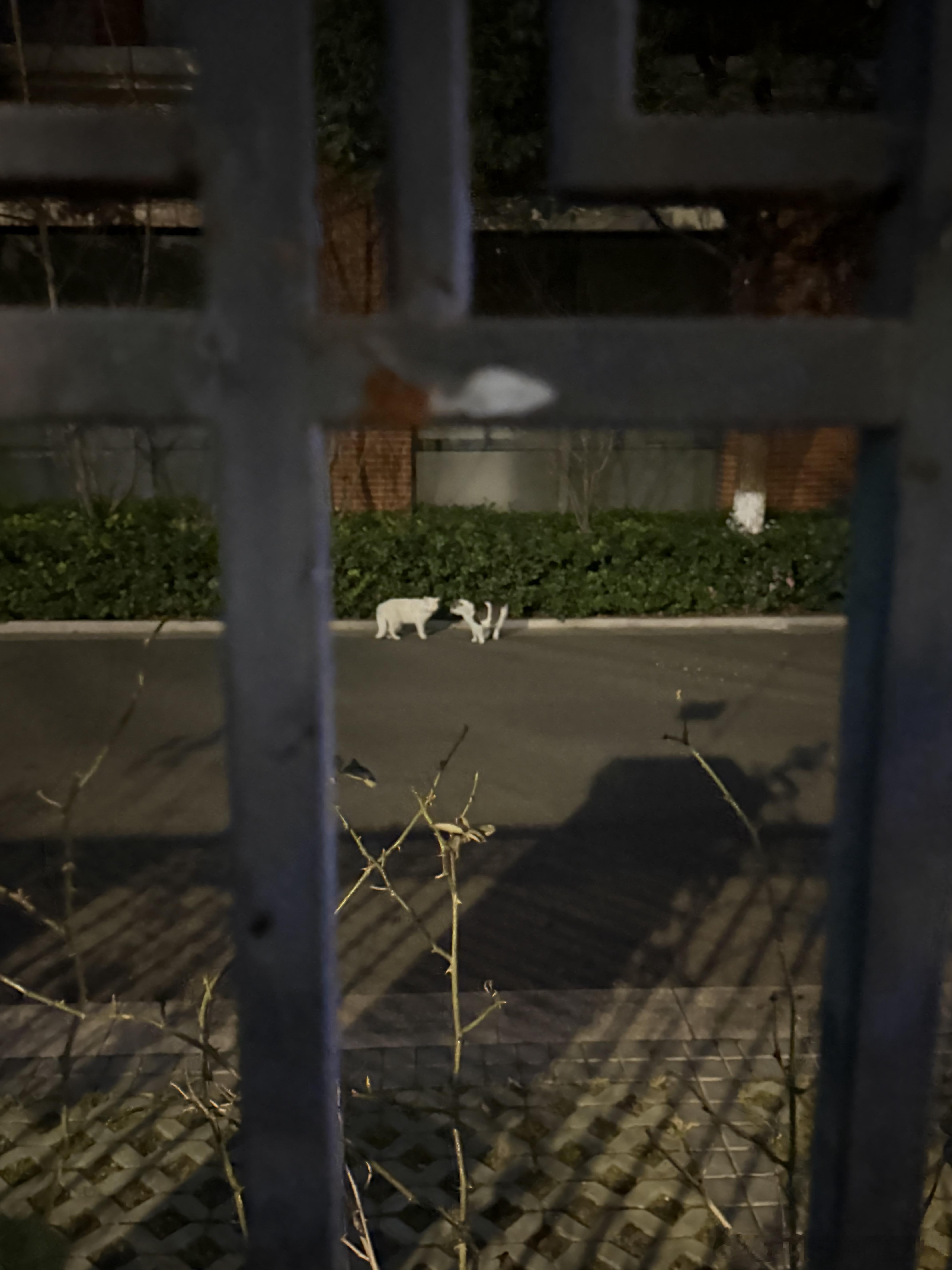 泥嚎，这里不允许聚猫斗殴[警探奶牛猫][警探奶牛猫][警探奶牛猫] 