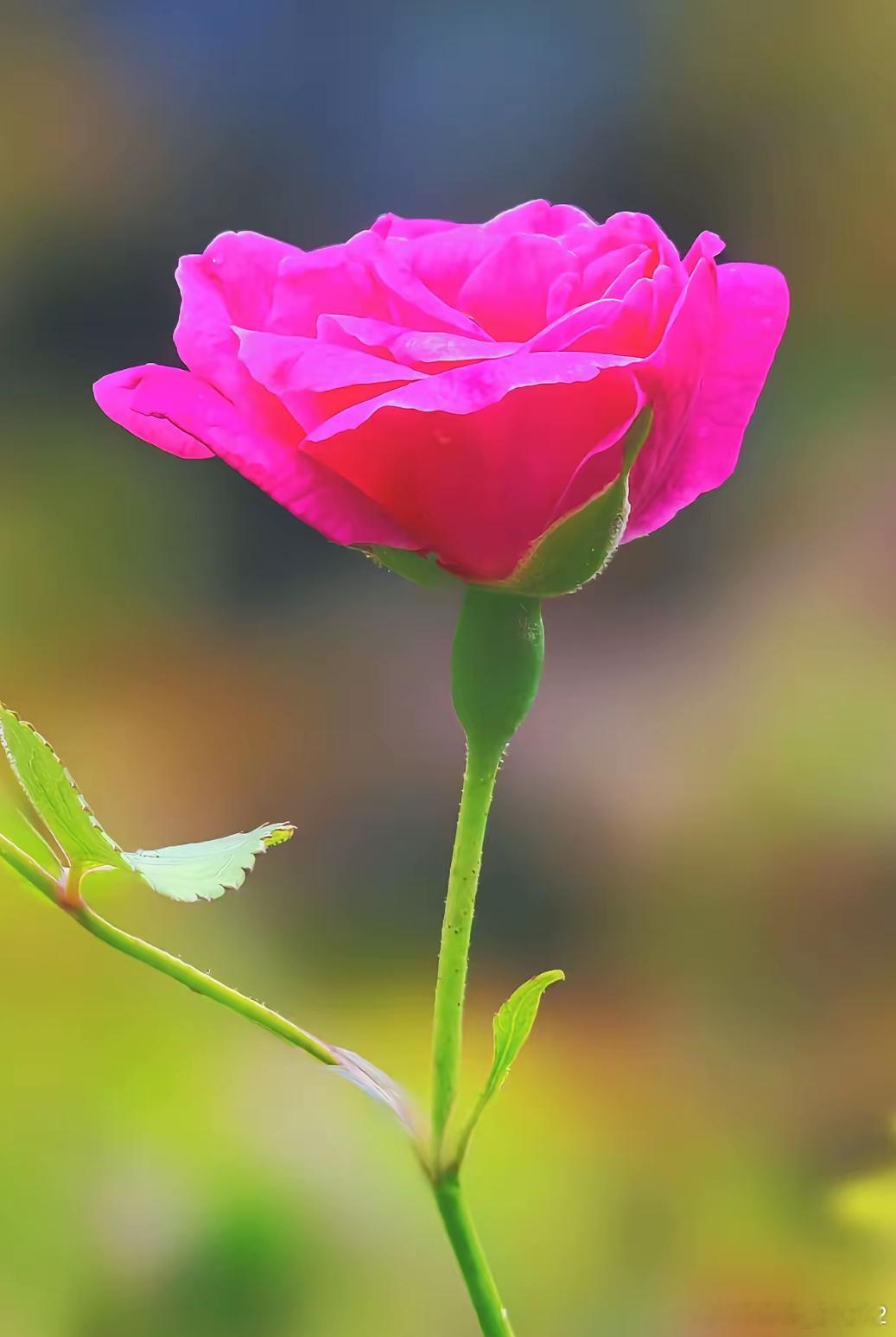 洋洋高锐“……花影乱”◎一切一切似……梦非……梦◎一瓣、二瓣、千瓣瓣瓣……花朵晶