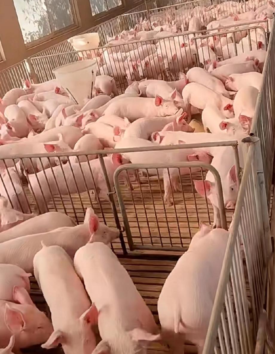 韩国今年第八起非洲猪瘟疫情
    2月7日韩国京畿道抱川市一养猪场确诊非洲猪瘟