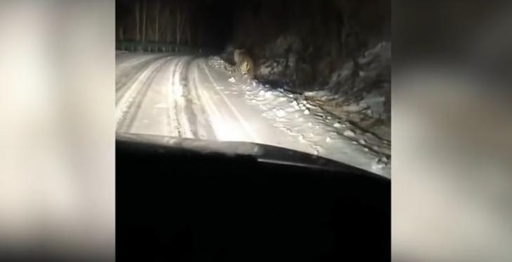 夫妻遇东北虎下山第一眼看成大黄狗你别说，这老虎真是漂亮啊，有霸道总裁那味儿了，霸