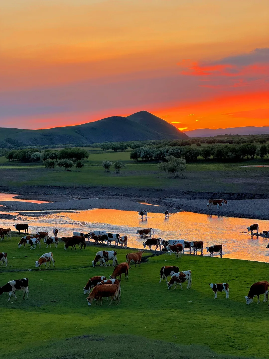 Live图的意义🍃夏日的呼伦贝尔就是人间理想