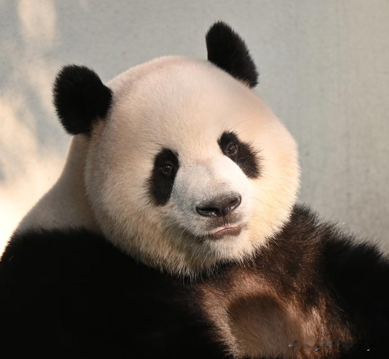 看图认熊大赛现在开始[偷笑]认识的都是亲妈，认不出来的拖出去杖打八十，打死不赔[