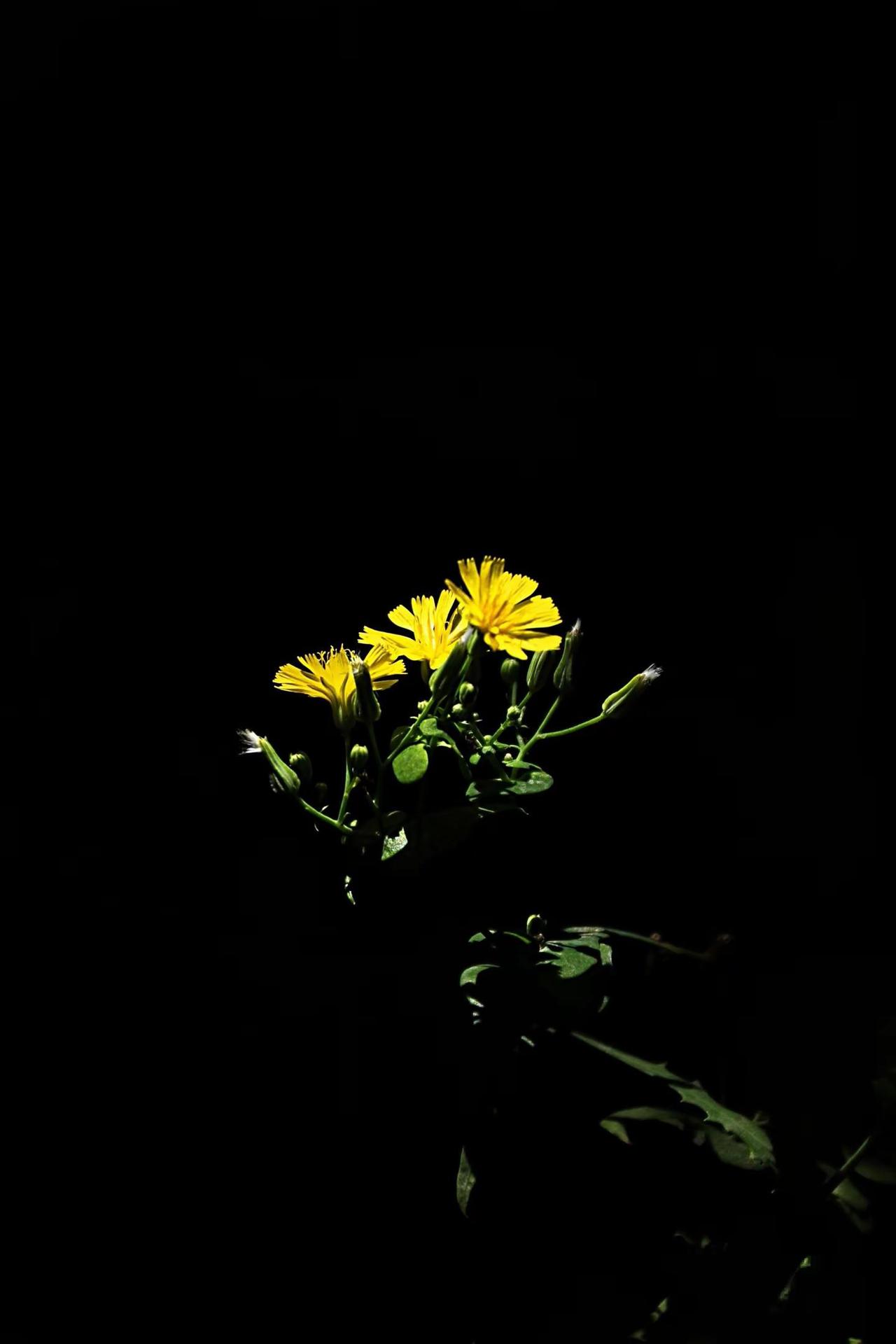 野花的芬芳。