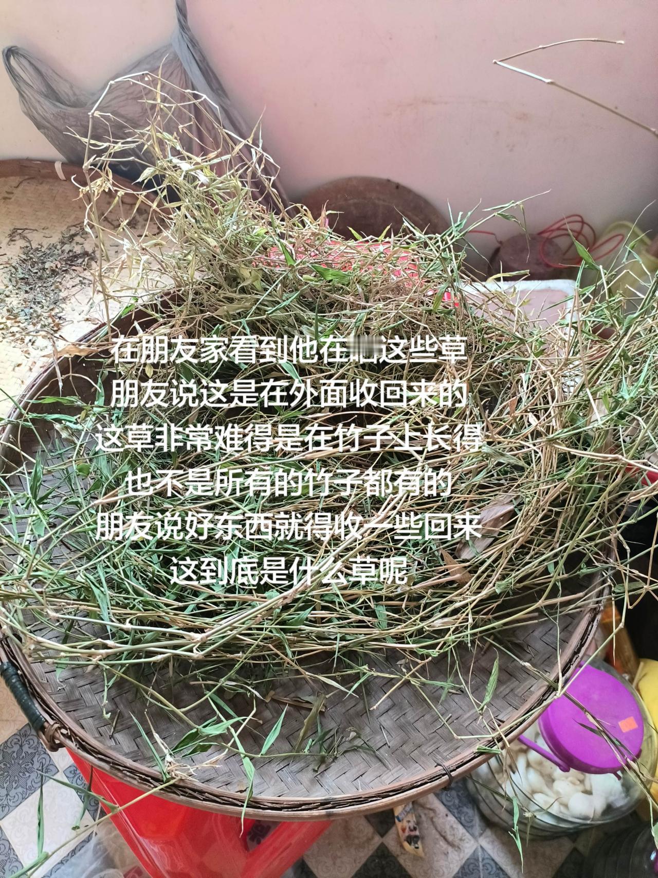 在朋友家看到他在晒这些草
朋友说这是在外面收回来的
这草非常难得是在竹子上长得
