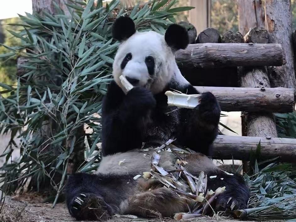 吃笋小能手丫丫上线！精准剥壳只炫嫩芯，胖成幸福团子的国宝，太可爱啦～ 剥壳啃芯一