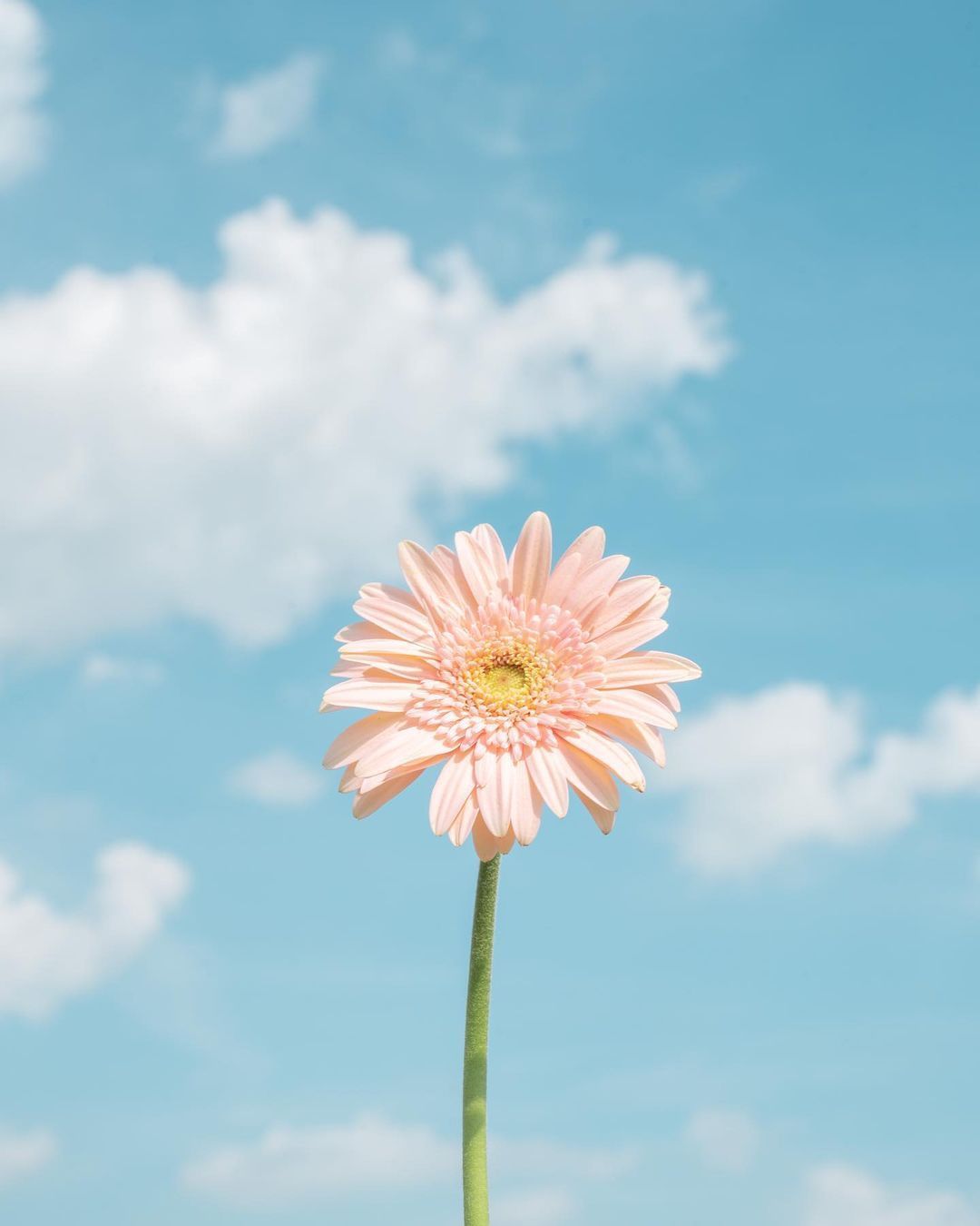岁月辗转成歌，时光流逝如花。#摄影v计划# ​​​