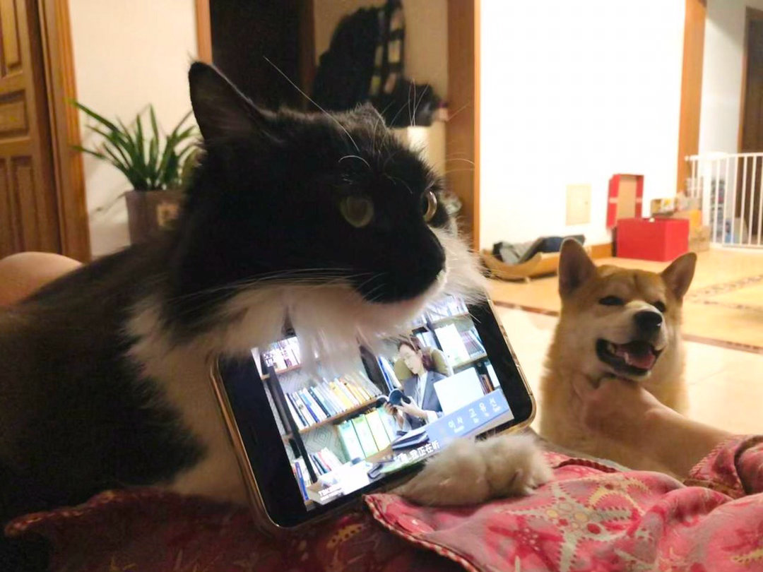 为了肉条，我忍。daily奶牛猫奶粉投稿