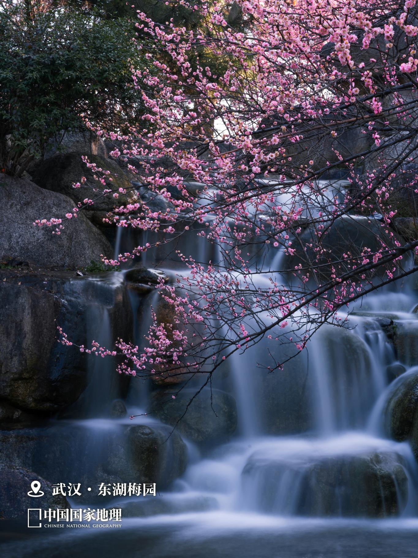 💕人，想我了“梅”？。💐梅花，原产中国，已有三千多年的栽培历史，位...