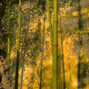 风吹哪页看哪页