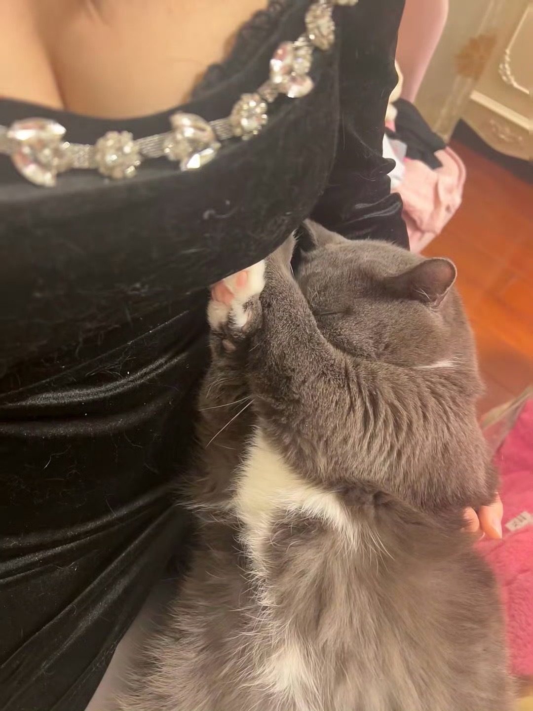 猫猫真的是超可爱   