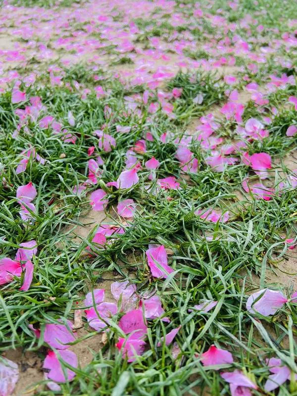 这首《七绝•落花无凭》意境十足！“丛林雨霁落花悠”，瞬间将人引入雨后丛林，落花悠