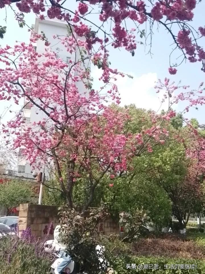 分享一张你相册的拍的花云南昆明处处樱花开！这几天天气晴朗，樱花争相夺艳！昆明春季