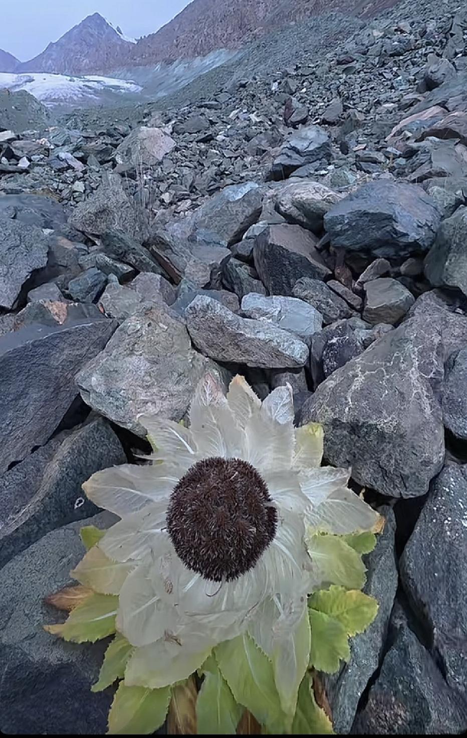 天山雪莲❗❗❗
在天山见到了武侠小说中真正的天山雪莲，再次震撼生命的顽强，绝境中