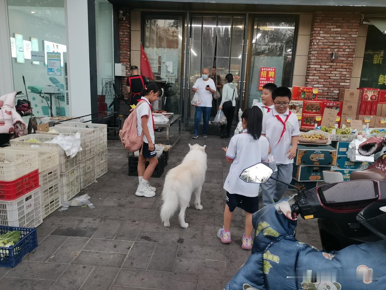 银狐犬集市“逛街”，无牵引绳引学生围观。
晚上下班，在胶州东关大街一家超市门口，