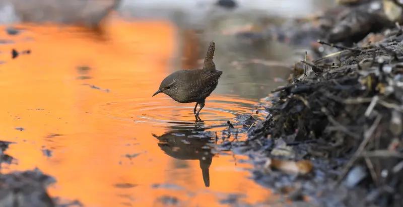 鹪鹩栖于森林，仅需一枝；
偃鼠饮于河川，不过满腹。
人生可拥有之物有限，
无需过