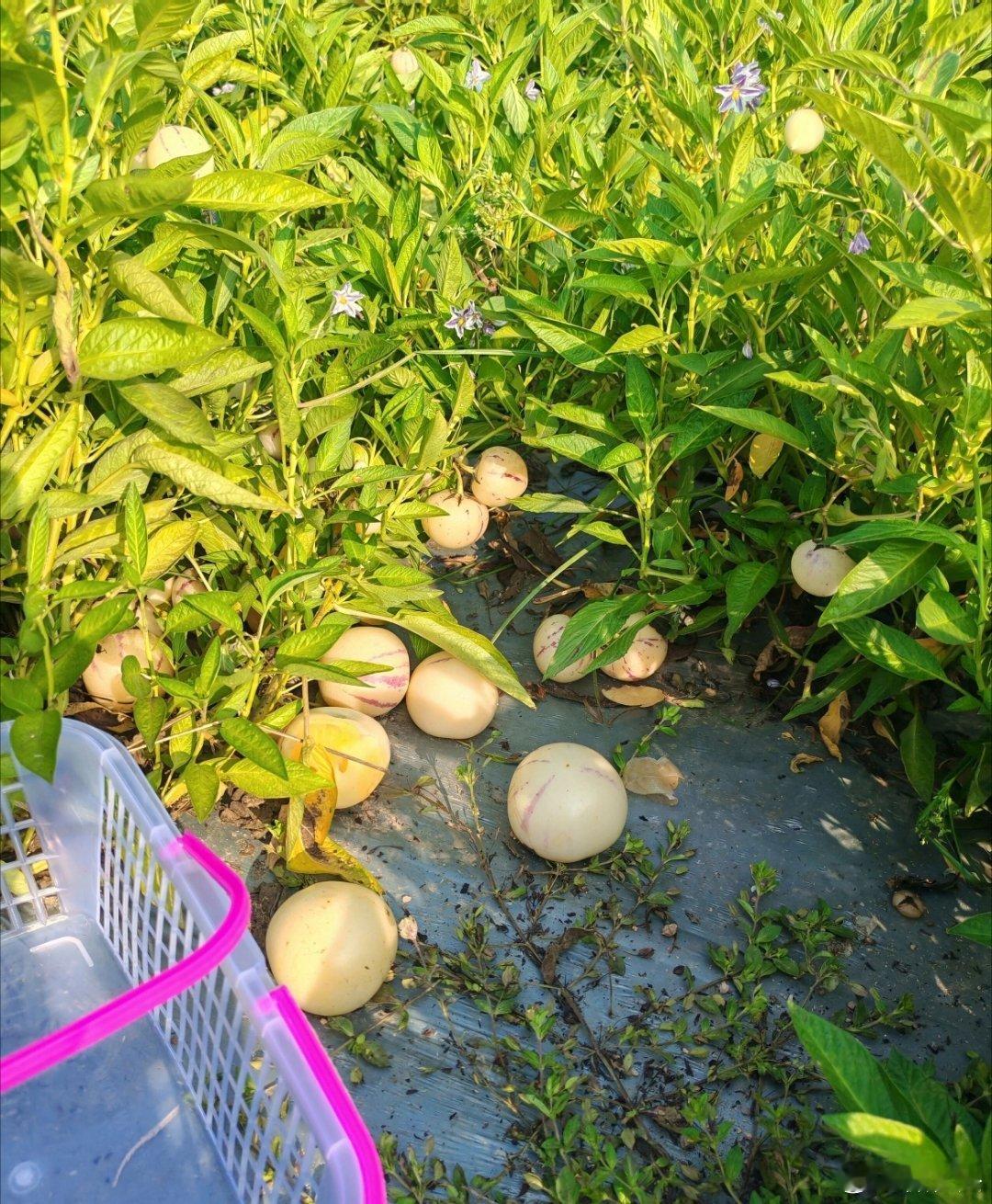 人参果（香瓜茄）是低糖、高钾、高维C、高纤维的健康水果，好处很实在多 