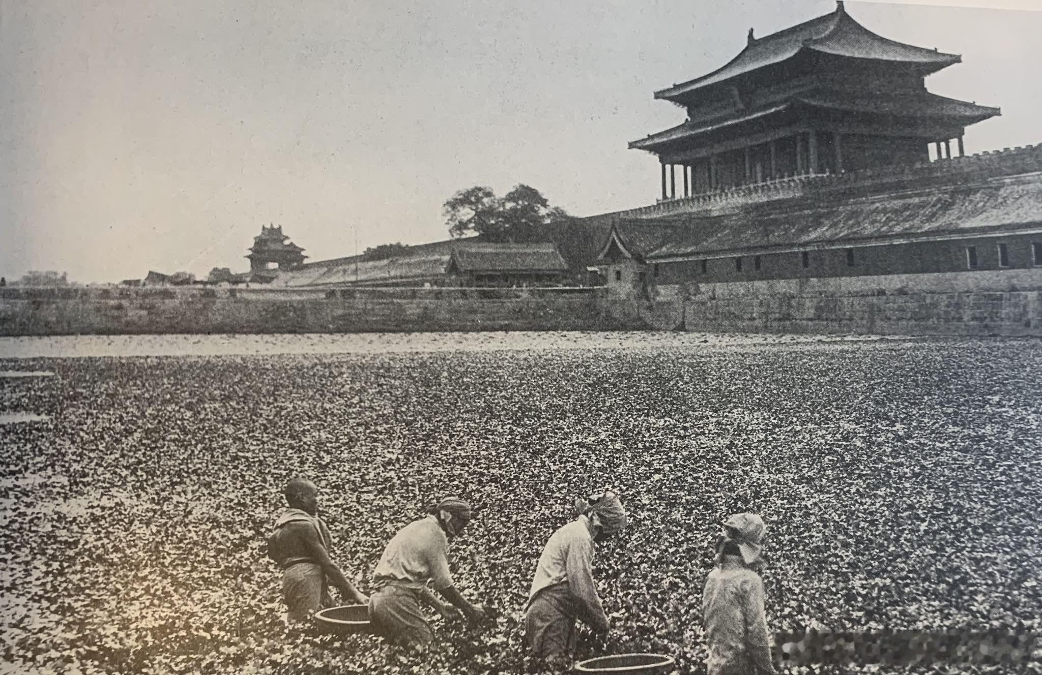 故宫护城河采摘菱角，老北京老照片  ​​​