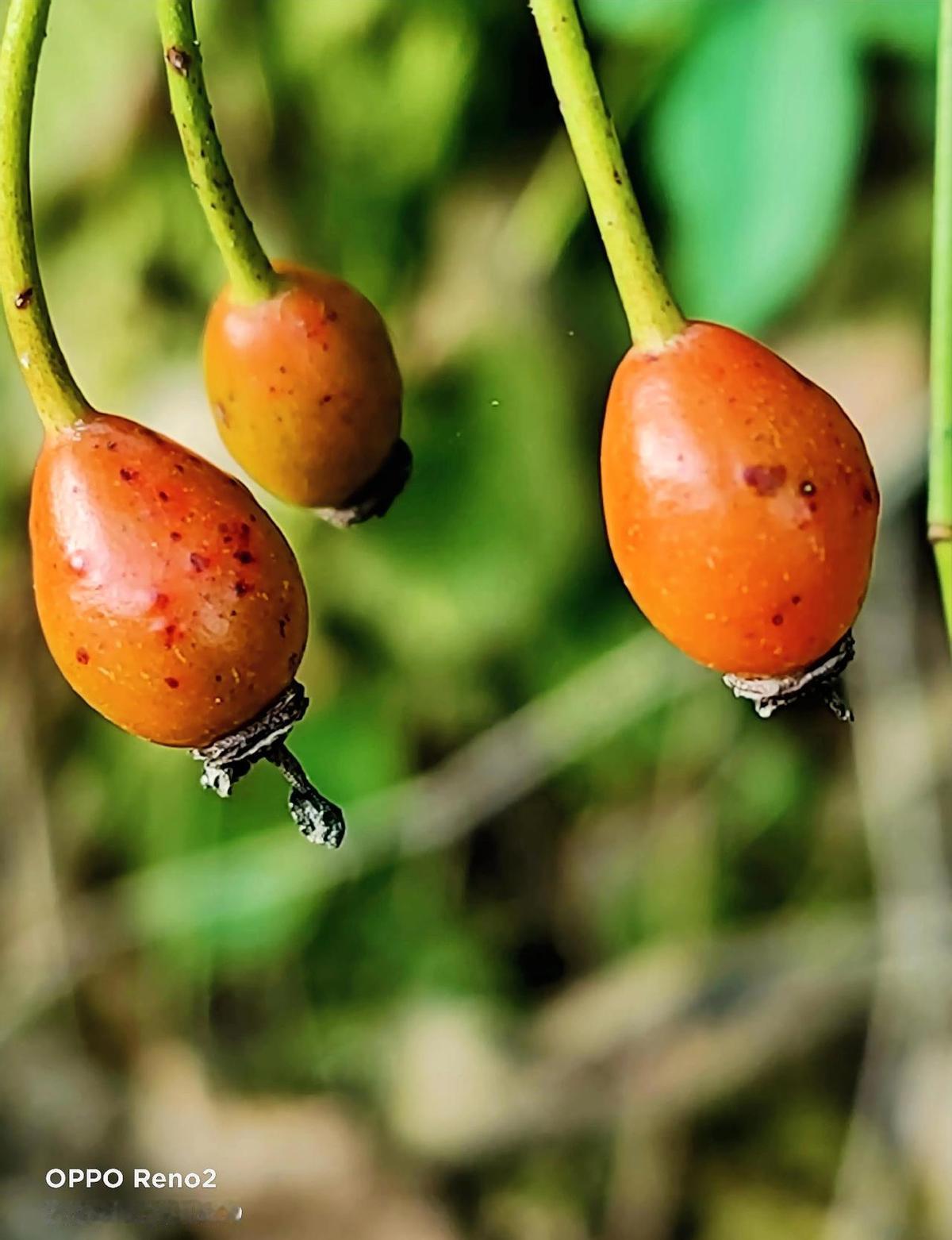 秋一到，山野就挂满了小灯笼。
火棘红得烫手，野山楂酸得咧嘴，五味子一串串像老祖母