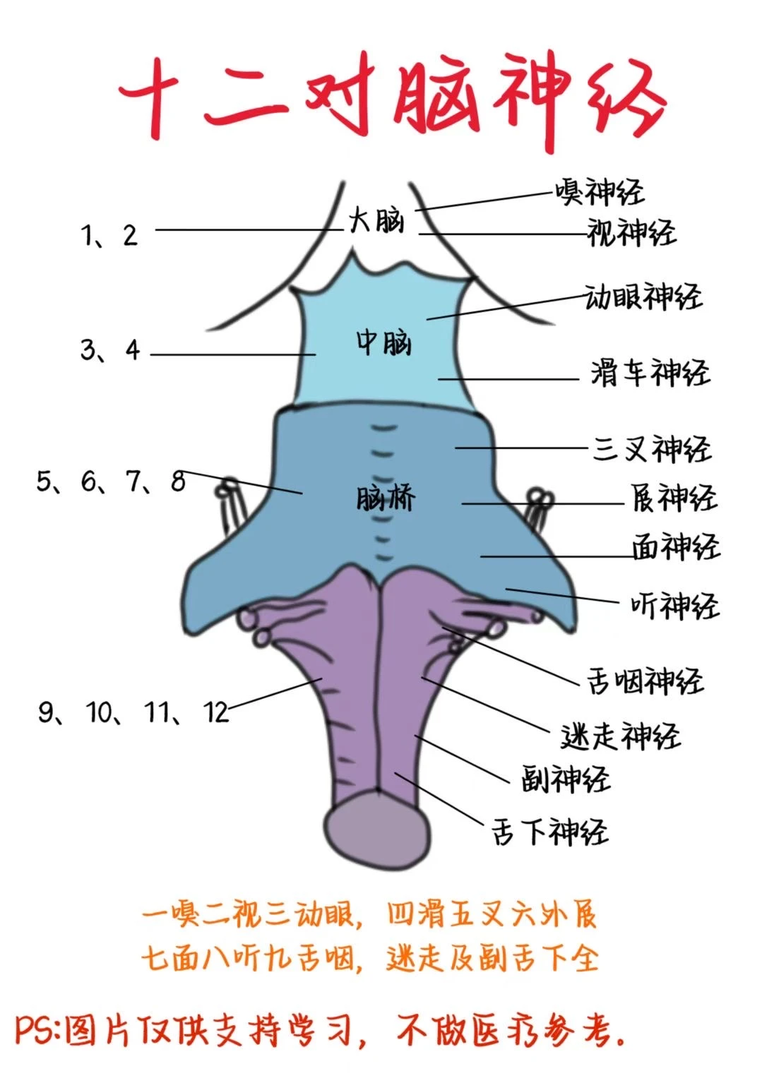 医学生笔记——十二对脑神经
