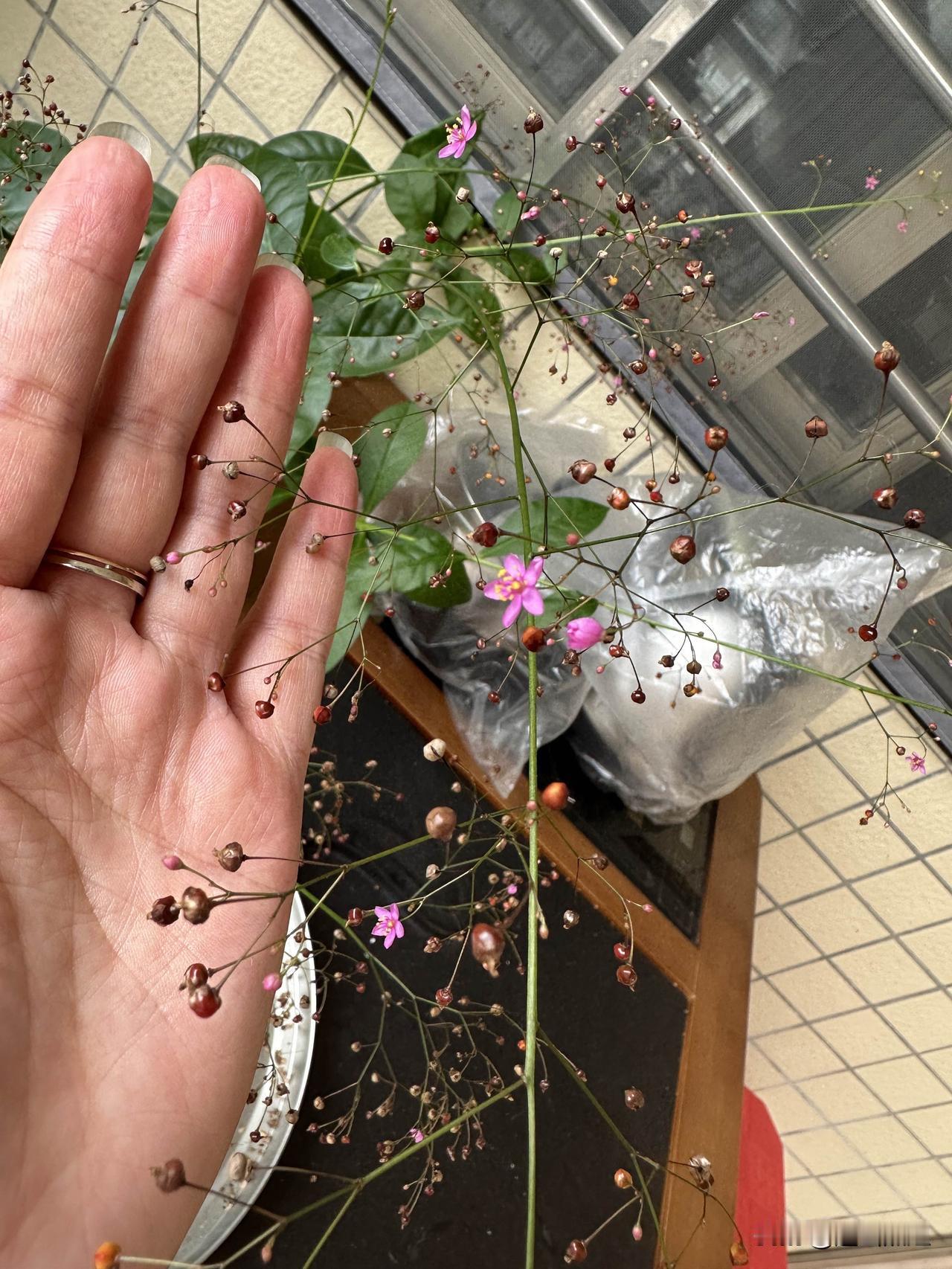 睡前分享一下我家的小可爱，小鸟带来的种子长出来的土人参它长的好好，我是一边养着一