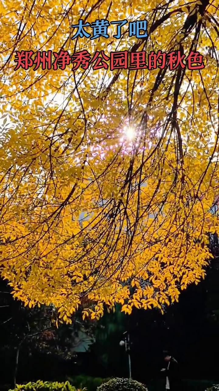 太黄了，郑州净秀公园里的秋色。