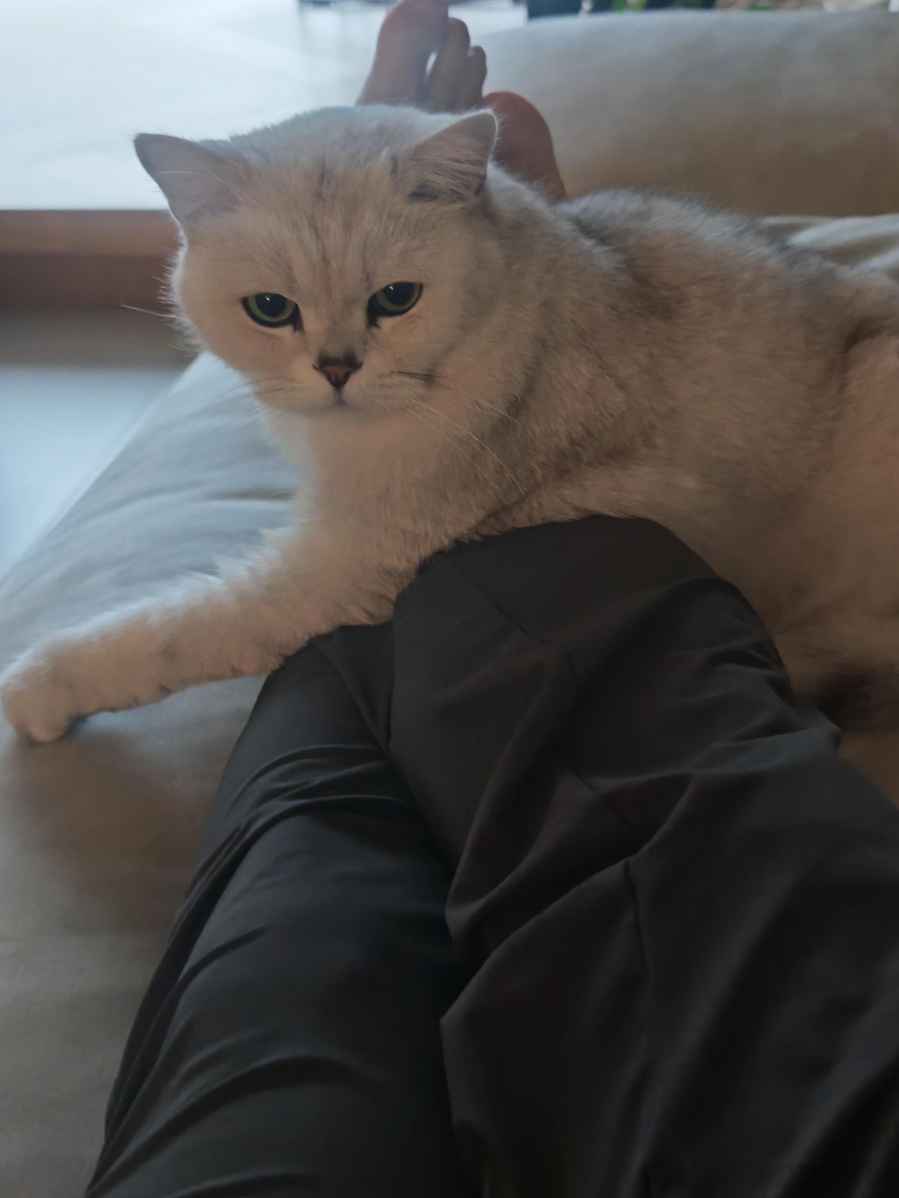 我家茶里茶气的猫把我摁倒在沙发上，让我不要去上班。怎么办？可以以这个理由给主任请