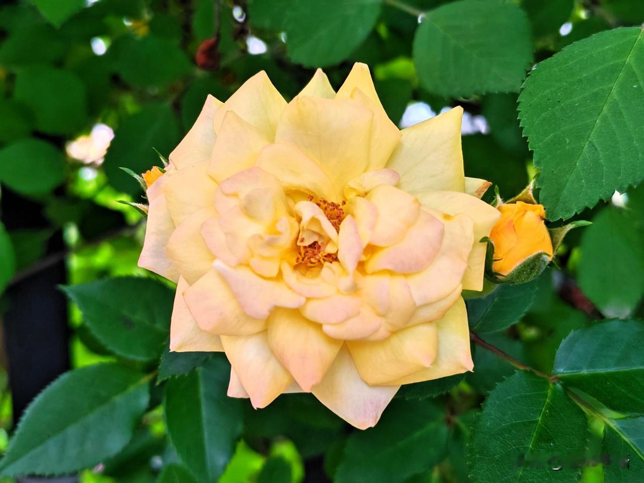 娇艳欲滴的黄色月季，绽放在绿叶间，美不胜收！🌹💐🌸