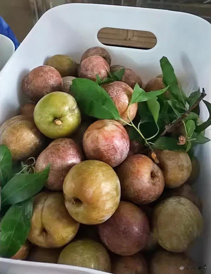 #夏日美食记录#
下午黄皮果，晚上三华李，
夏日的水果根本吃不过来，
多少有点凡